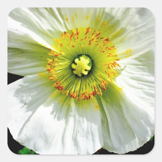Poppy Square Sticker
