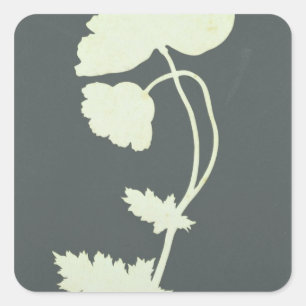 Poppy Square Sticker