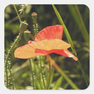 Poppy Sticker