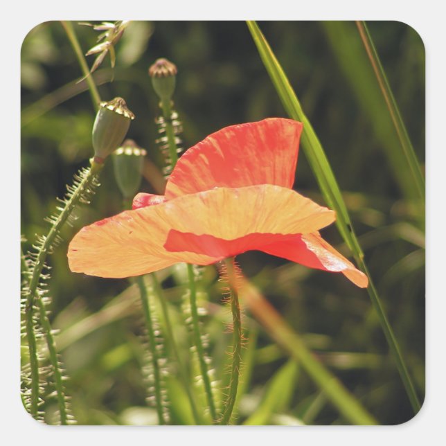 Poppy Sticker (Front)