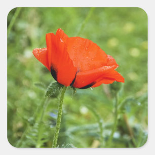 Poppy Sticker