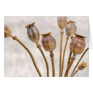 Poppy Straw Pods