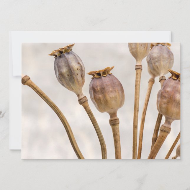 Poppy Straw Pods Invitation (Front)