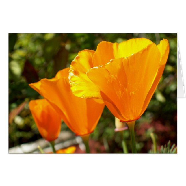 Poppy Trio (Front Horizontal)