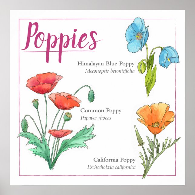 Poppy varieties poster (Front)