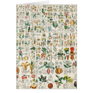 Poppy, Violet Plant Classifications