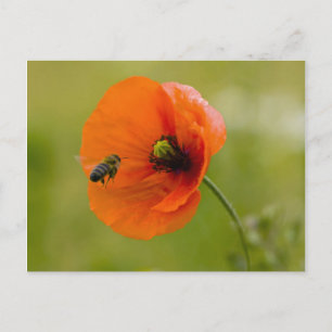 Poppy with bee postcard
