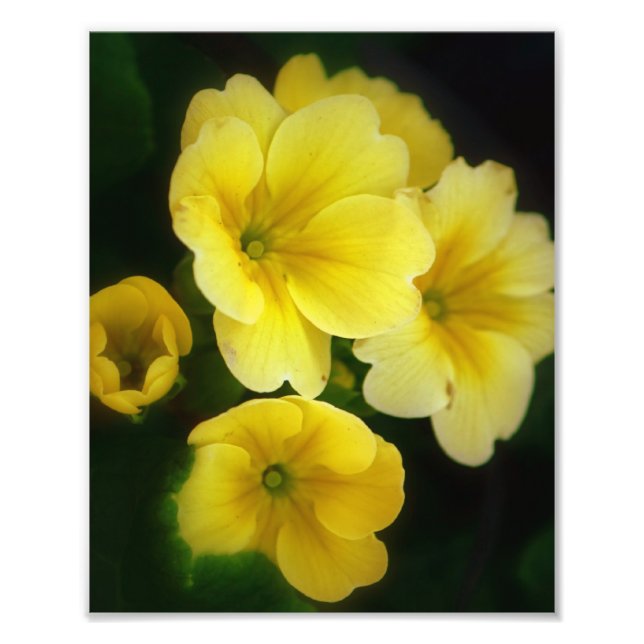 Pops of Yellow 8x10 Photo (Front)