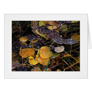 "Popsicles de la nature"