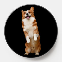 Royaume Animal - Superbe Corgi Mignon