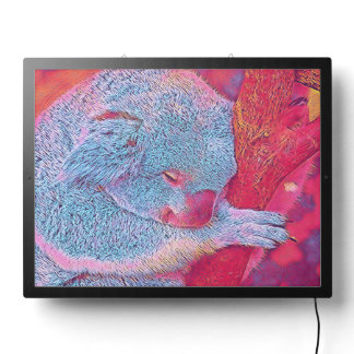 popular Animals - Koala