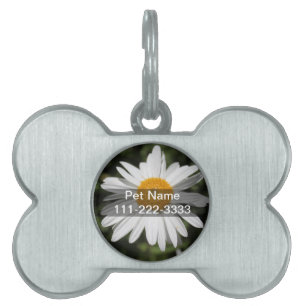 popular flower, pretty wild white daisy photograph pet tag