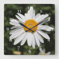 popular flower, pretty wild white daisy photograph