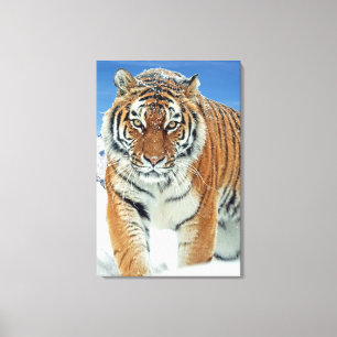 Popular Tiger Snow Mountains Winter Nature Photo Canvas Print