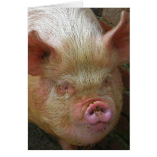 Porc