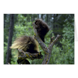 Porc--été-maman avec des jeunes