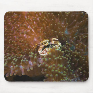 Porcelain crab in sea anemones, North Sulawesi Mouse Pad