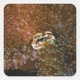 Porcelain crab in sea anemones, North Sulawesi Square Sticker