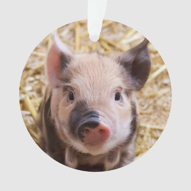 Porcelet mignon (devant)