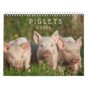 Porcelets doux 2018 - calendrier mural de porcs de