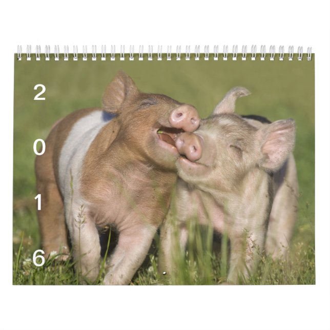 Porcelets heureux - calendrier 2016 de porc (Protection)