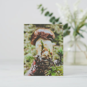Porcini Mushroom in Swedish Forest Holiday Postcard