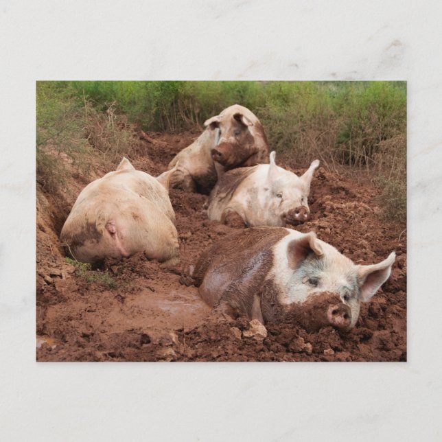 Porcs azy dans la carte postale de boue (Devant)