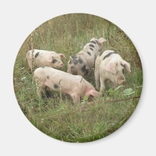 Porcs dans un aimant de champ