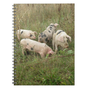 Porcs dans un Carnet de campagne