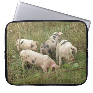 Porcs dans un sac d'ordinateur portable
