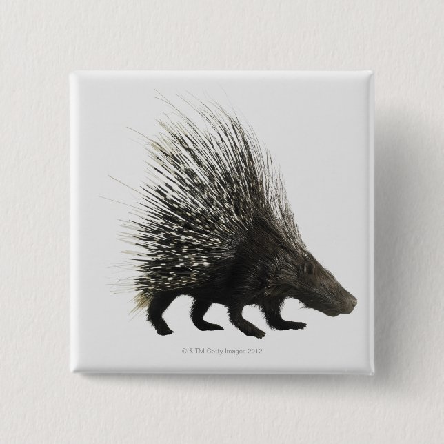 Porcupine 2 Inch Square Button (Front)