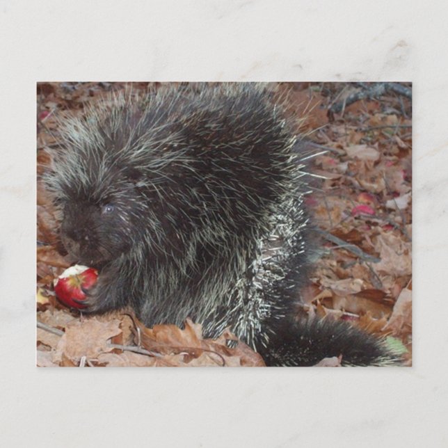 Porcupine and Apple Postcard (Front)