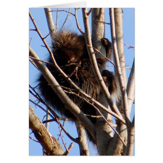 Porcupine Card (Front)
