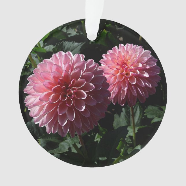 Porcupine de la vallée de Dahlia #1 Ornement (devant)