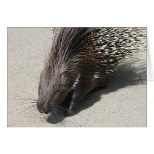 Porcupine de race indienne