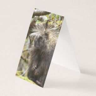 Porcupine déterminé