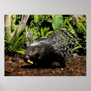 Porcupine feeding poster