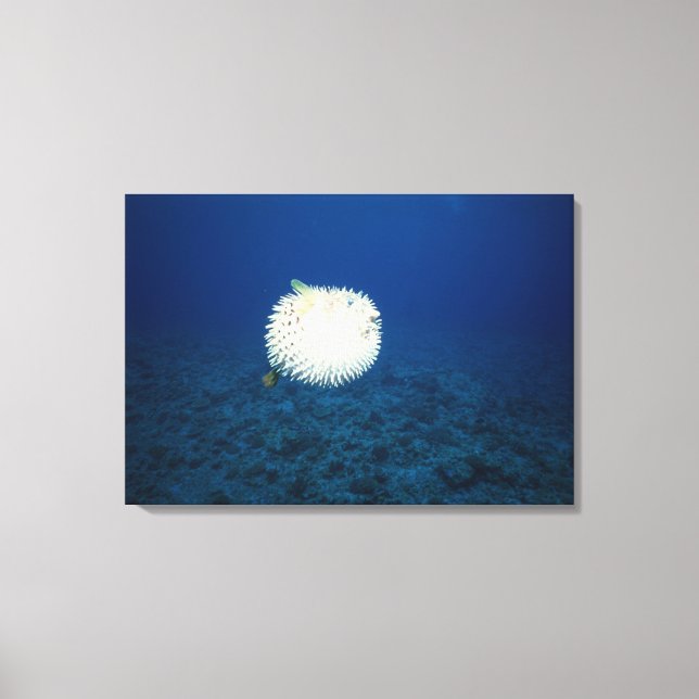 Porcupine Fish Canvas Print (Front)