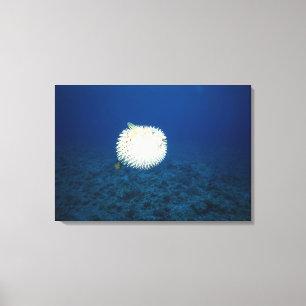 Porcupine Fish Canvas Print