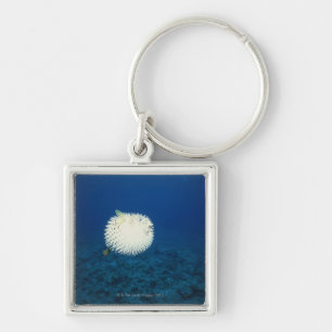 Porcupine Fish Keychain