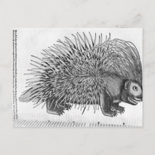 Porcupine, from 'Historia Animalium' Postcard