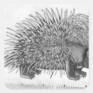 Porcupine, from 'Historia Animalium' Square Sticker