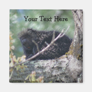 Porcupine In Tree Animal Nature Photo Magnet