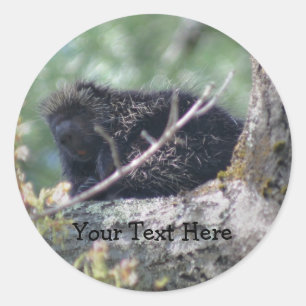 Porcupine In Tree Wildlife Animal Photo Sticker