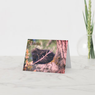 Porcupine In Tree Wildlife Thank You Card