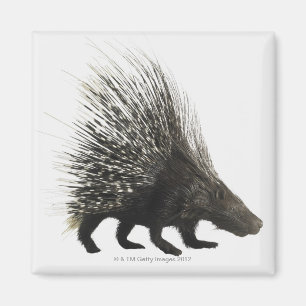 Porcupine Magnet