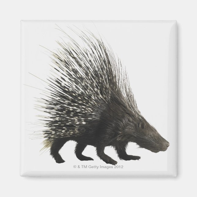 Porcupine Magnet (Front)