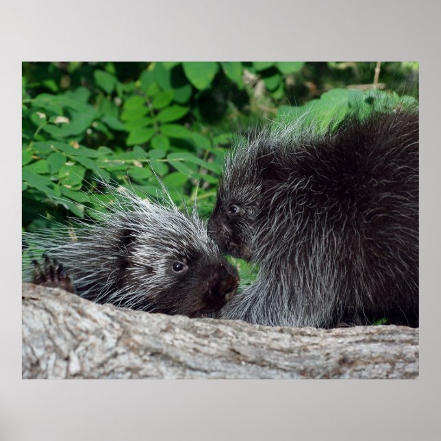 Porcupine - Mom and Baby Poster (Front)