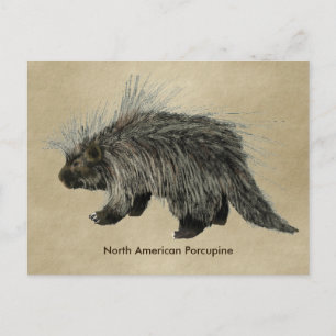 Porcupine On Old Paper Postcard