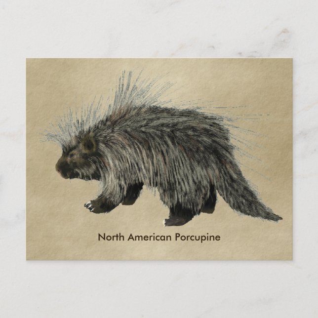 Porcupine On Old Paper Postcard (Front)